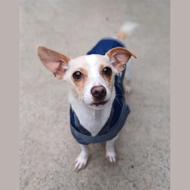 Photo of Tiki