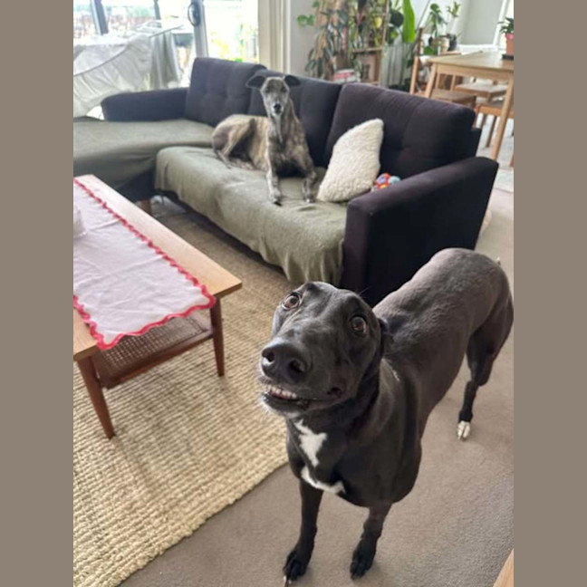 Photo of Missy, They Greyhound