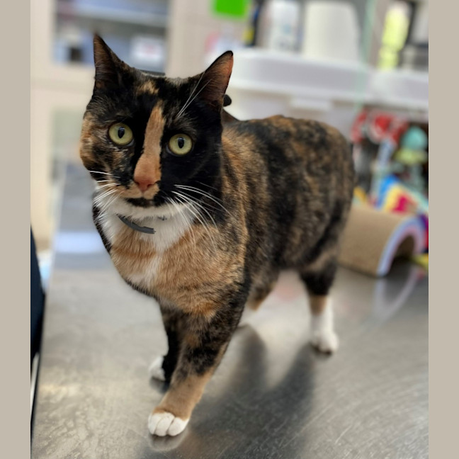 Photo of Roxie (0207)