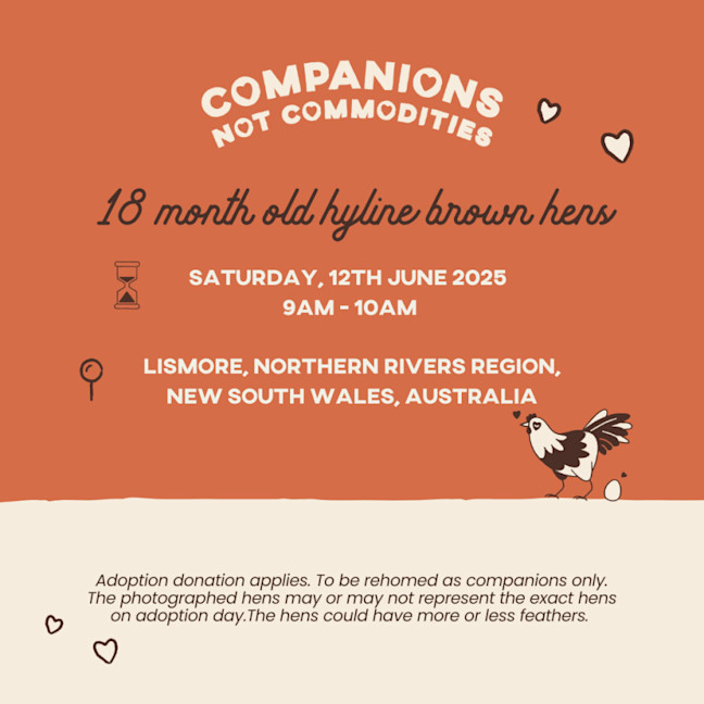 Photo of Adoption Day | Rescue Hens