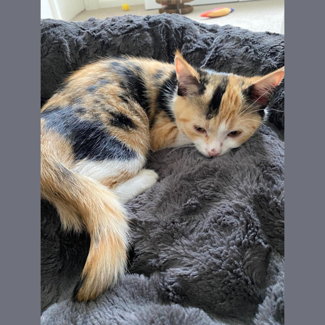 Photo of Toffee