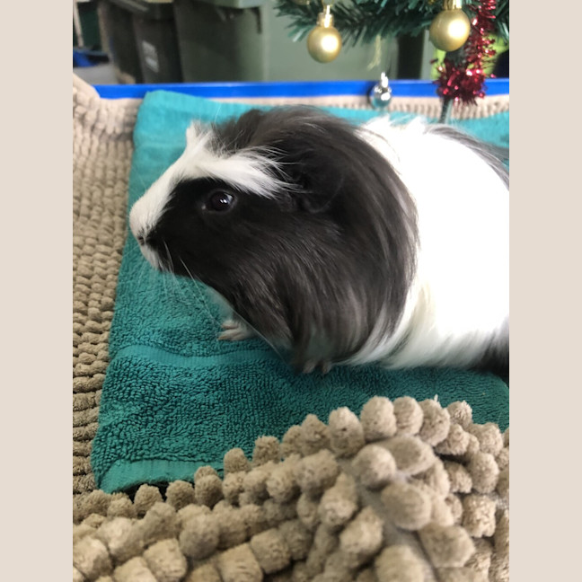 Photo of Calypso (Bonded To Cello)