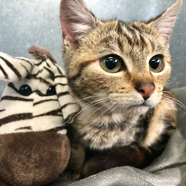 Photo of Penny
