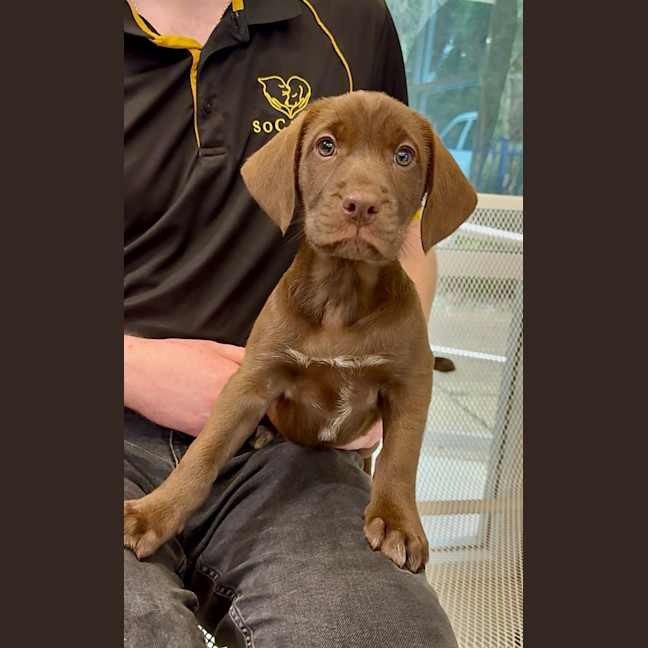 Photo of Goldie