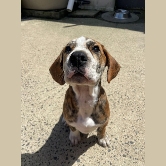 Photo of D1213 Ralph