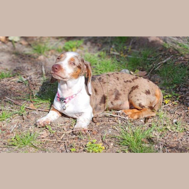 Photo of Lily
