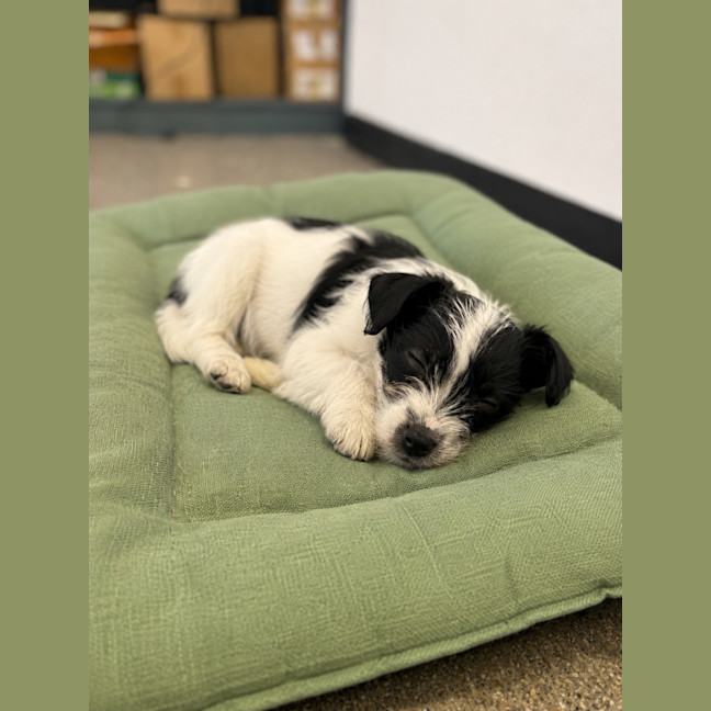 Photo of Pip