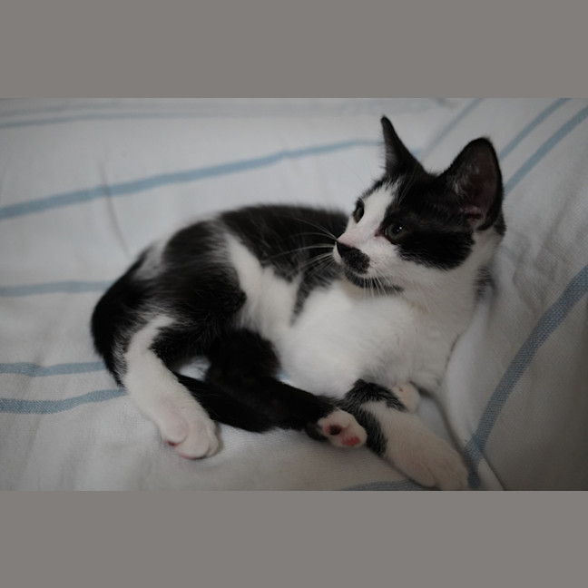 Photo of Pedro