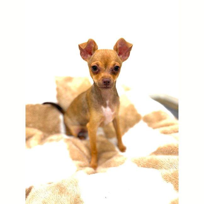 Photo of Buggy