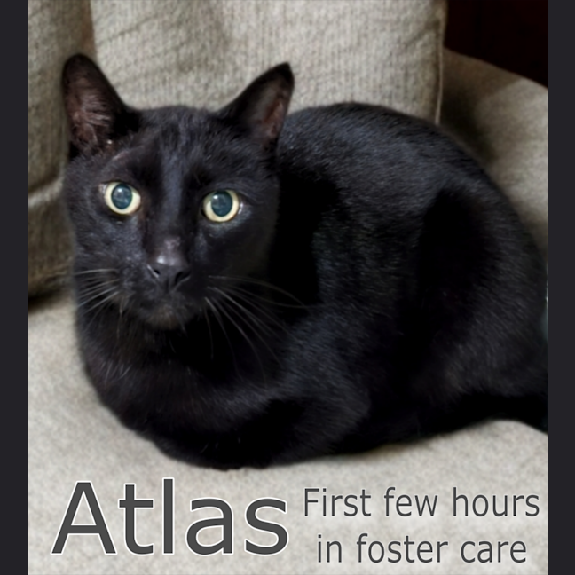 Photo of Atlas