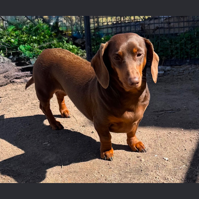 Photo of Ruby