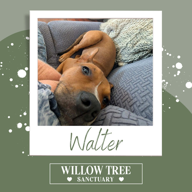 Photo of Walter
