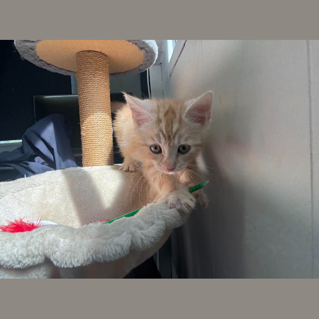 Photo of Dj Happy Paws