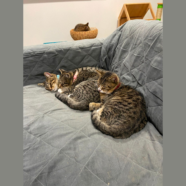 Photo of Ron (Weasley) Of Harry Potter Fame