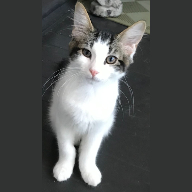 Photo of Jett