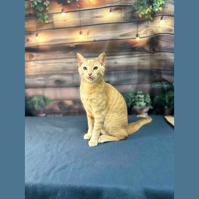 Photo of Radley   Located In Westmeadows