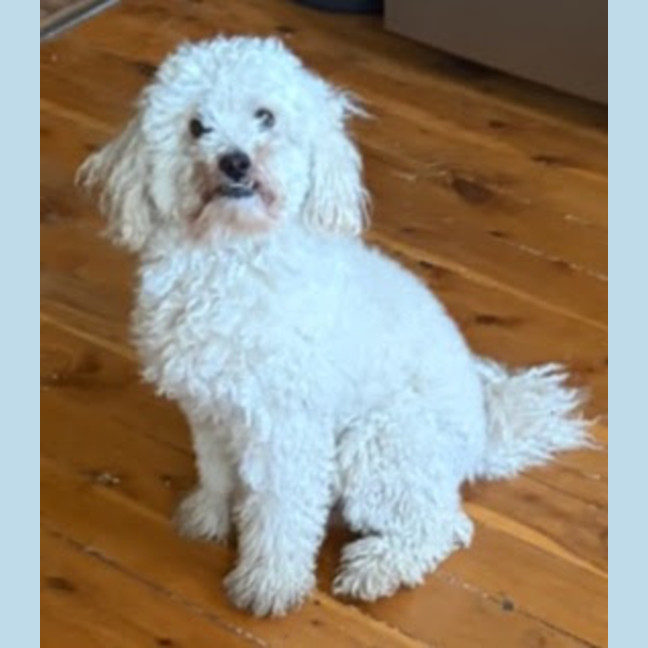 Photo of Buddy