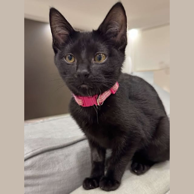 Photo of Dahlia