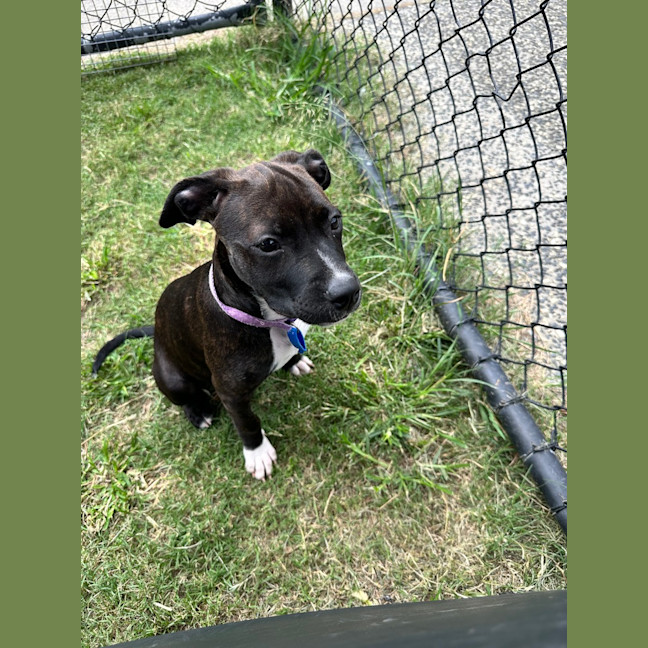 Photo of Violet