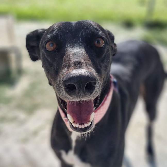 Photo of Queen Ester