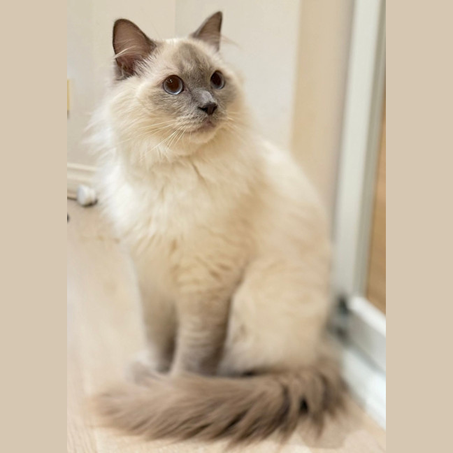 Photo of Nimbus