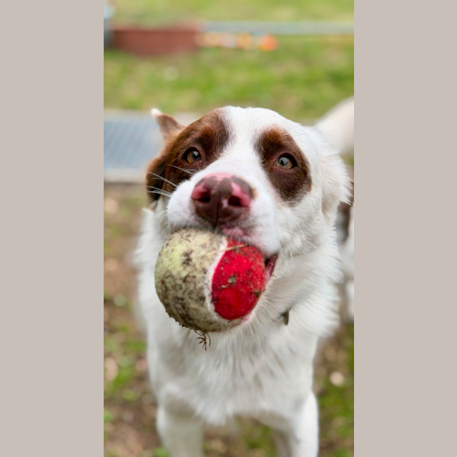 Photo of Opie