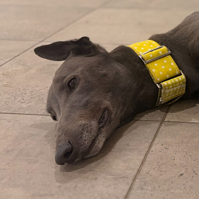 Photo of Rhino The Greyhound
