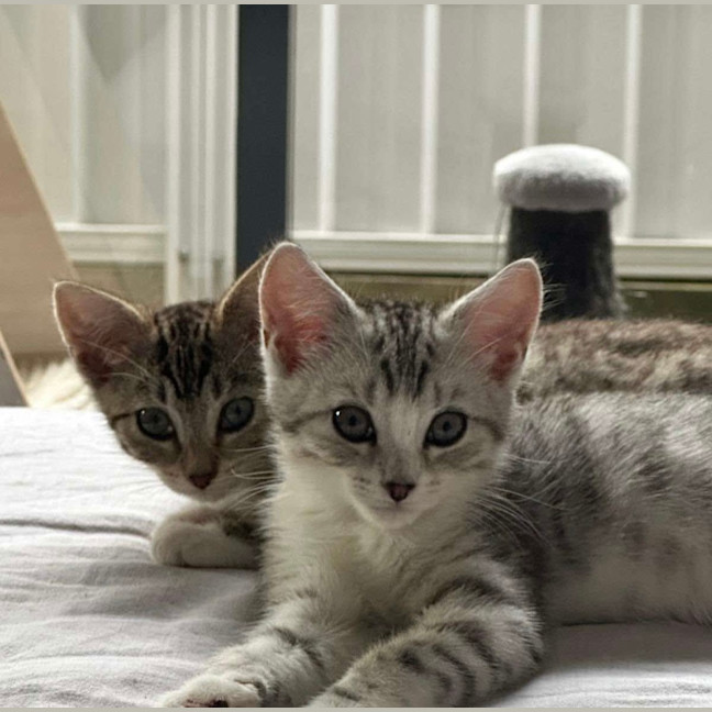 Photo of Blossom & Honeybun 