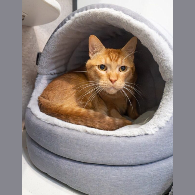 Photo of David Bowie