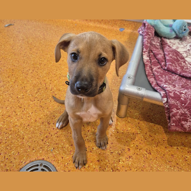 Photo of Simba