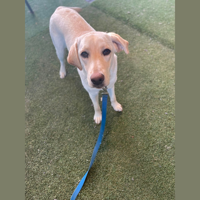 Photo of Honey