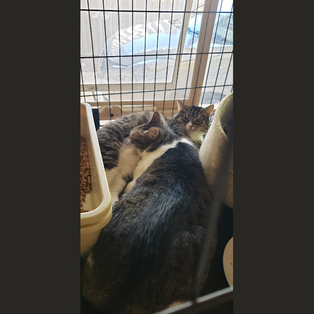 Photo of Muffin And Boofus