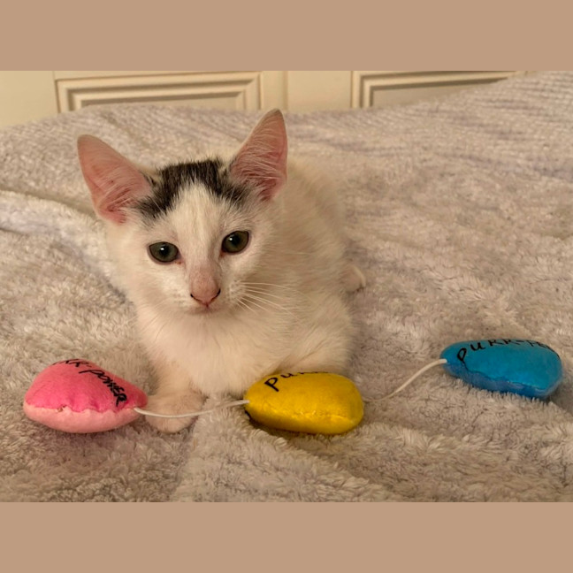 Photo of Eddie *9 Lives Project Rescue*