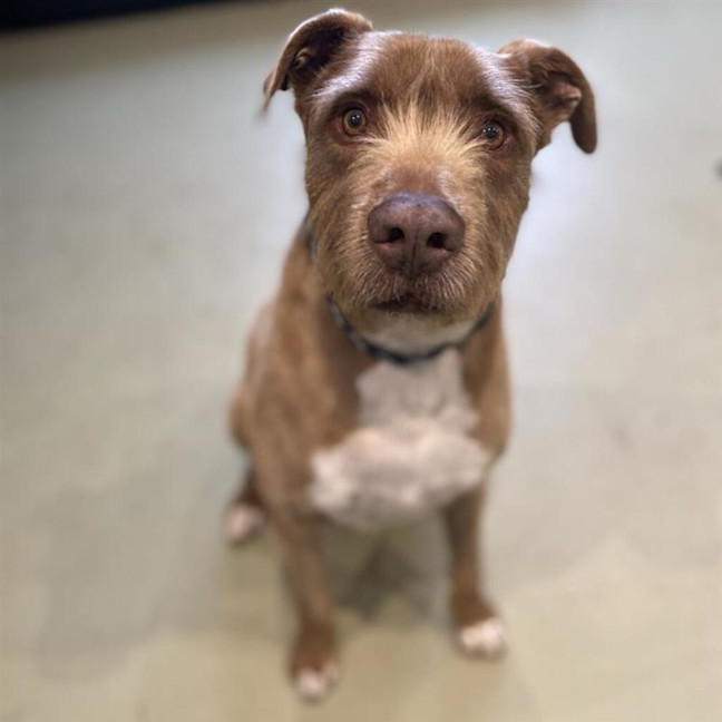 Photo of Buddy