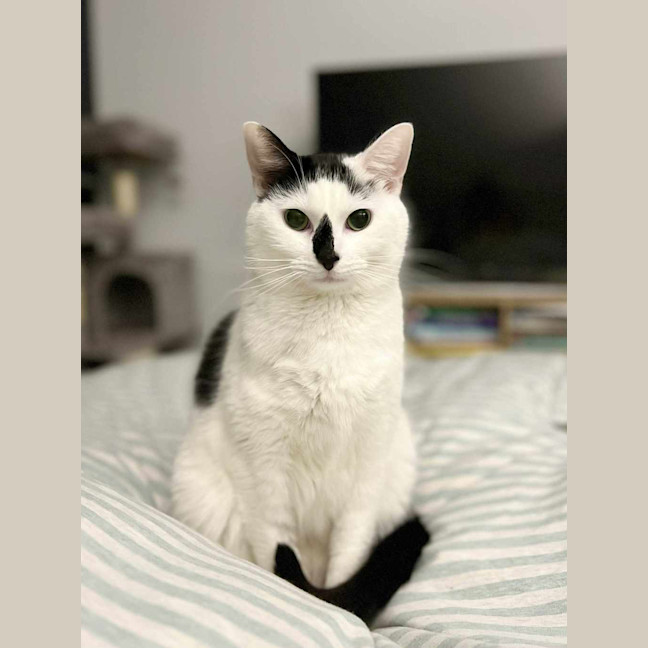 Photo of Moo Moo