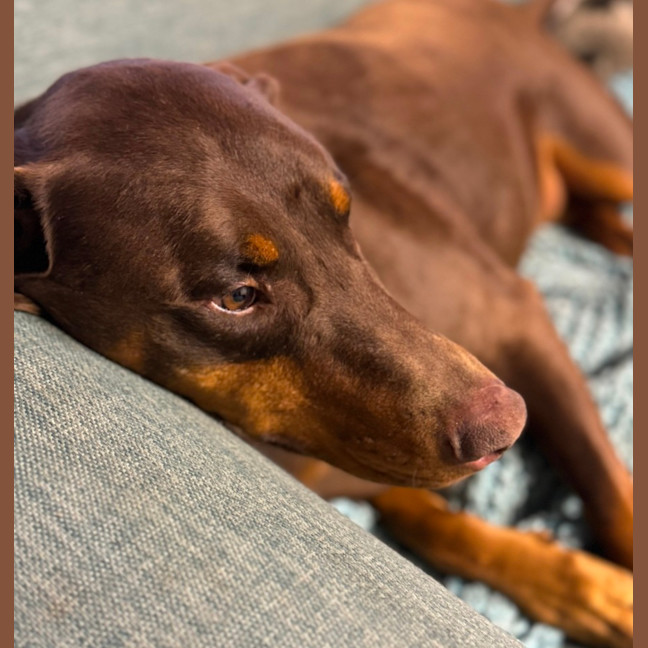 Photo of Ms B Von Dobermann