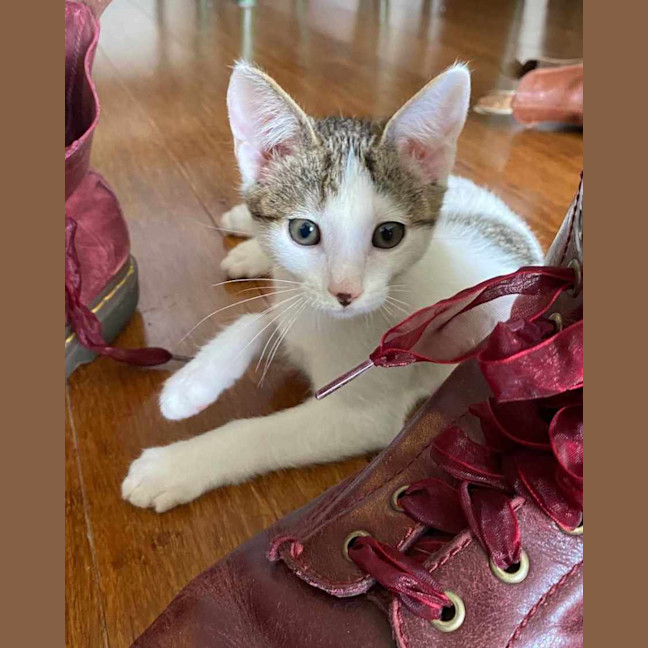 Photo of Bok Choy   Meet Me At Vets On Parker 