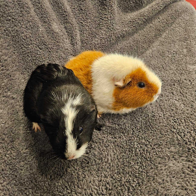 Photo of Pebbles & River