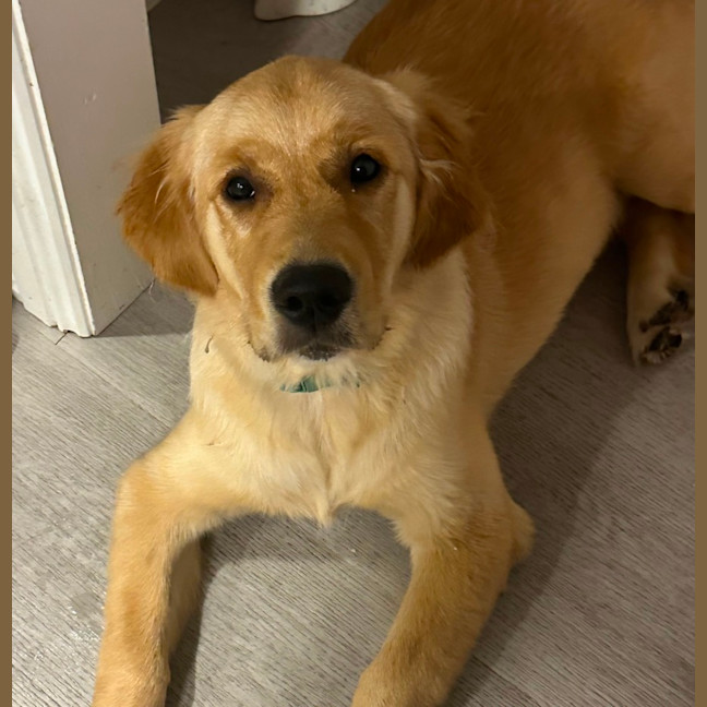 Photo of Luna