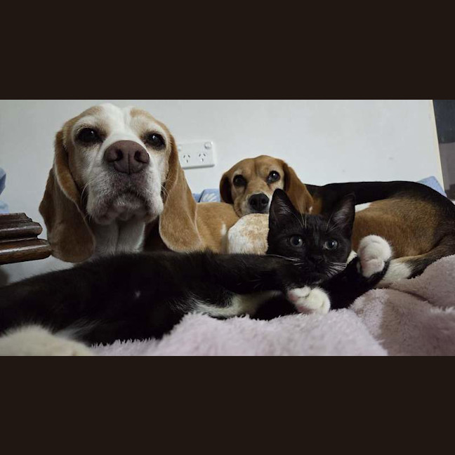 Photo of Clover