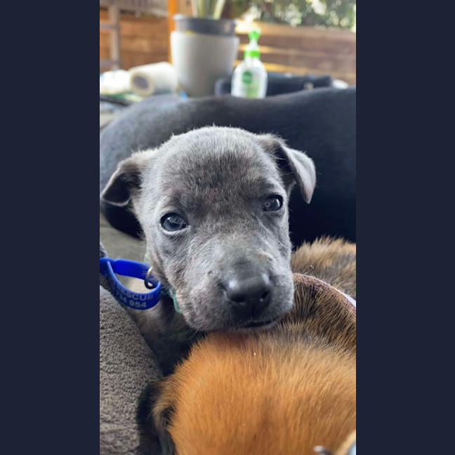 Photo of Salt   8 Week Old Kelpie X (Hold)