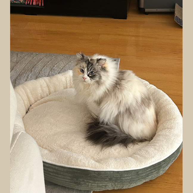 Photo of Baobao