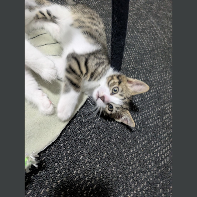 Photo of Speed Snail