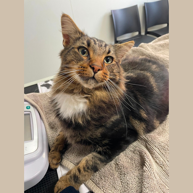 Photo of Brioche