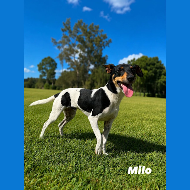 Photo of Milo