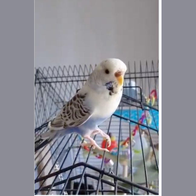 Photo of Gracie