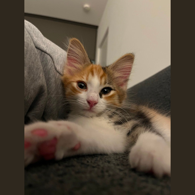 Photo of Jalapeno & Mozzarella