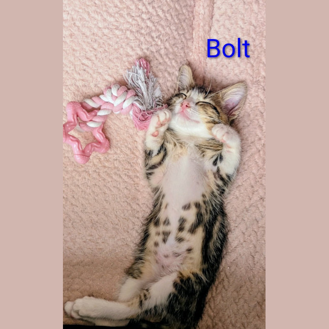 Photo of Bolt 