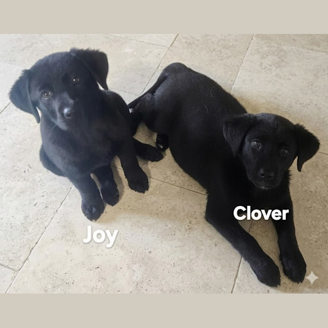 Photo of Joy