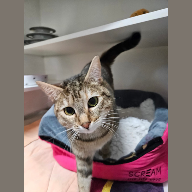 Photo of Jellycat